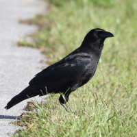 American Crow